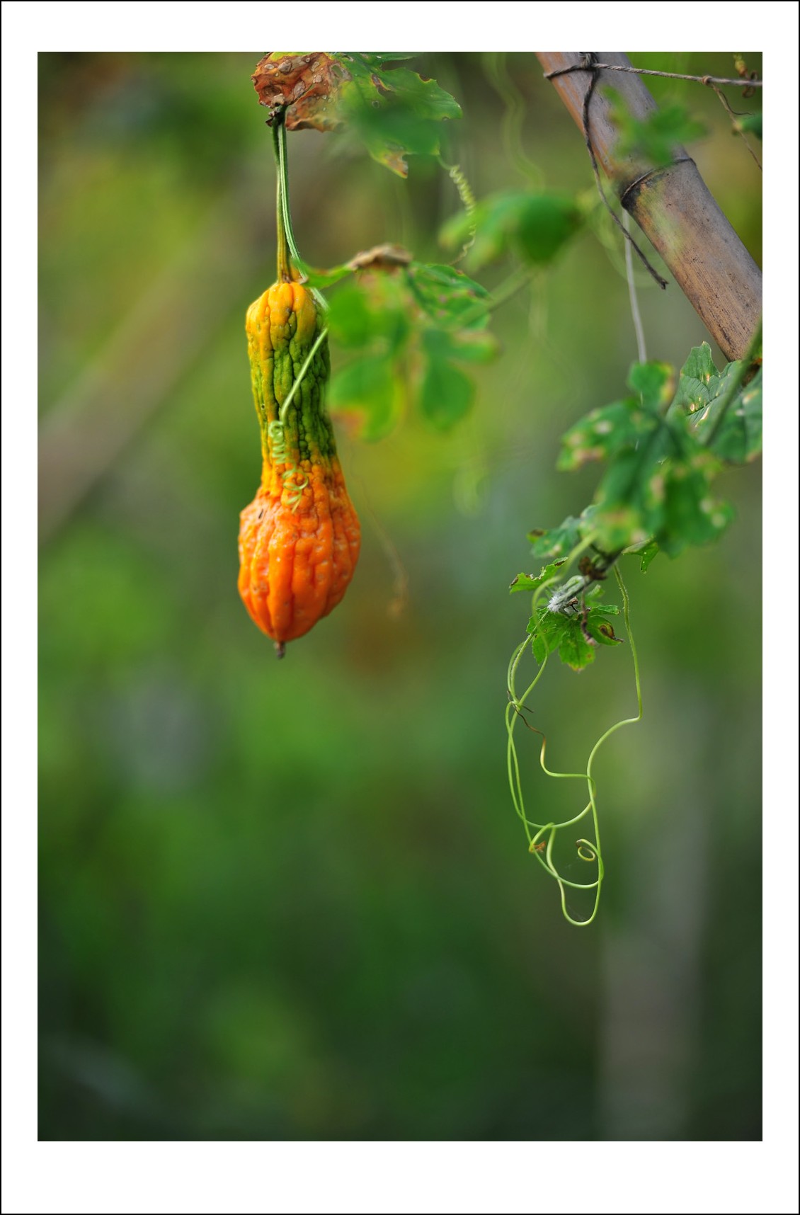 DSC_2278_conew1.jpg