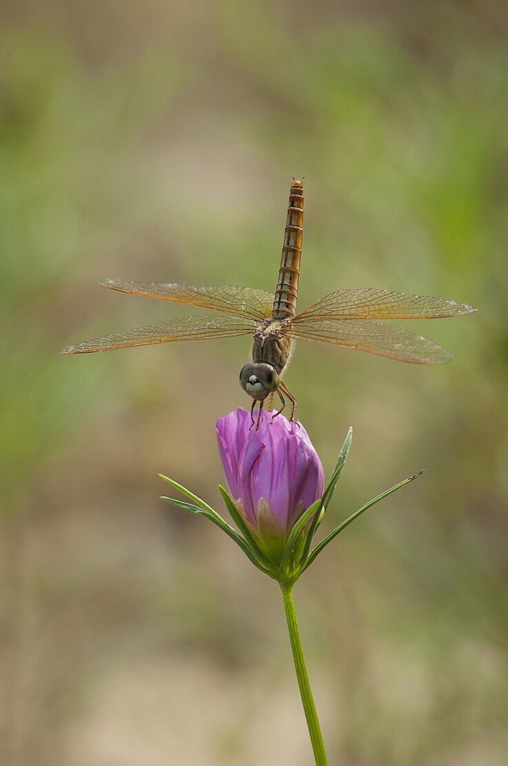 QQͼƬ20140615140919.jpg