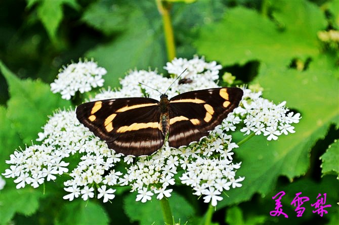 DSC_0583_conew1.jpg