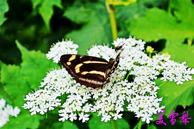 DSC_0584_conew1.jpg