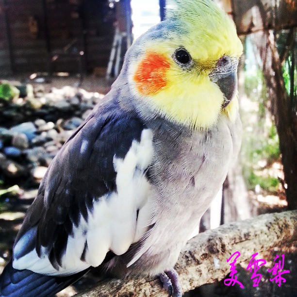 DSC_1931_conew1.jpg