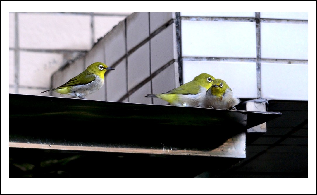 DSC_5926_conew1.jpg