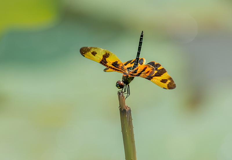 DSC_7955-.jpg