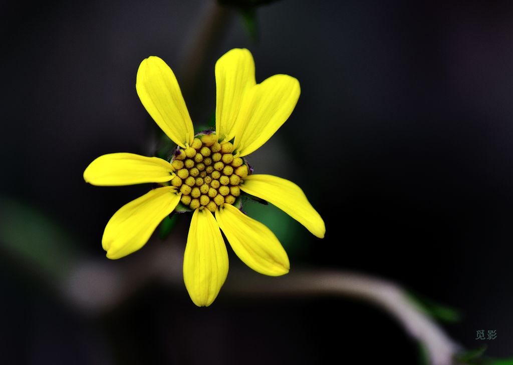 DSC_9518.jpg