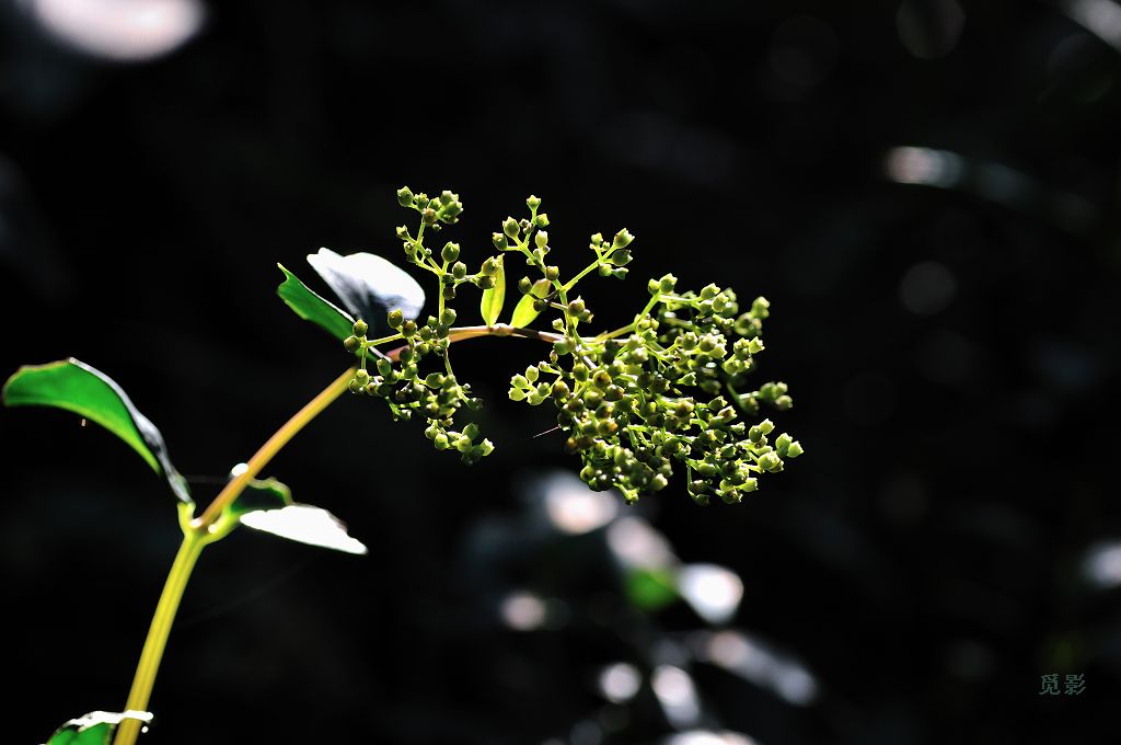 DSC_9460.jpg