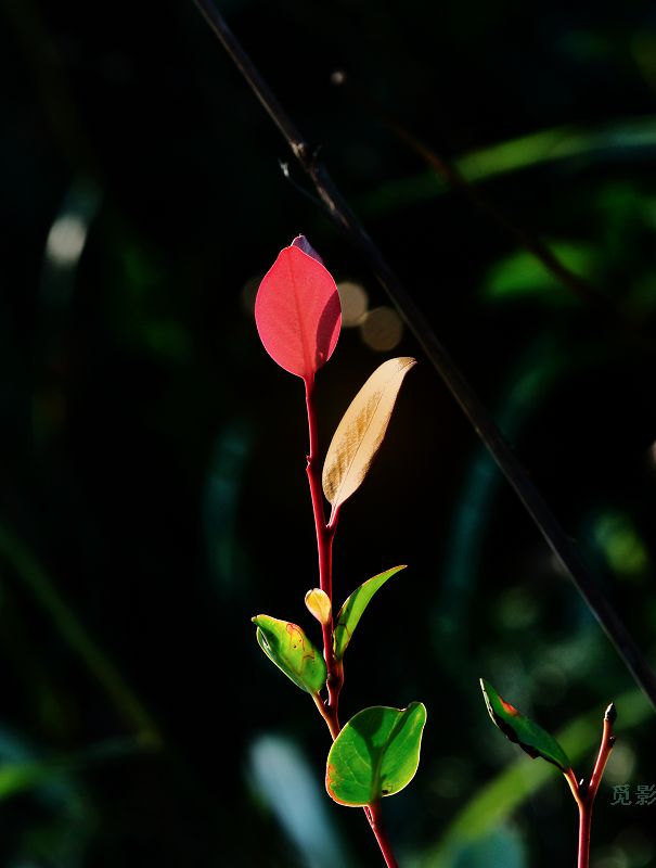 DSC_9663.jpg
