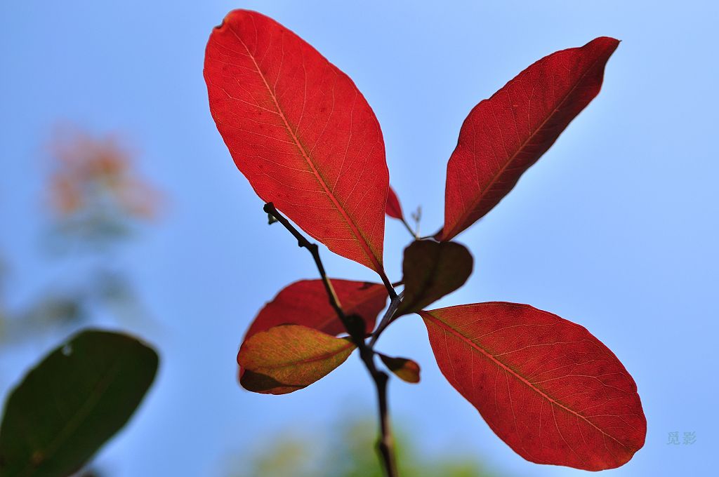 DSC_4539.jpg