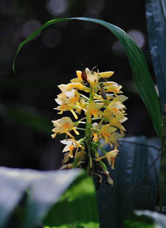 DSC_9388.jpg