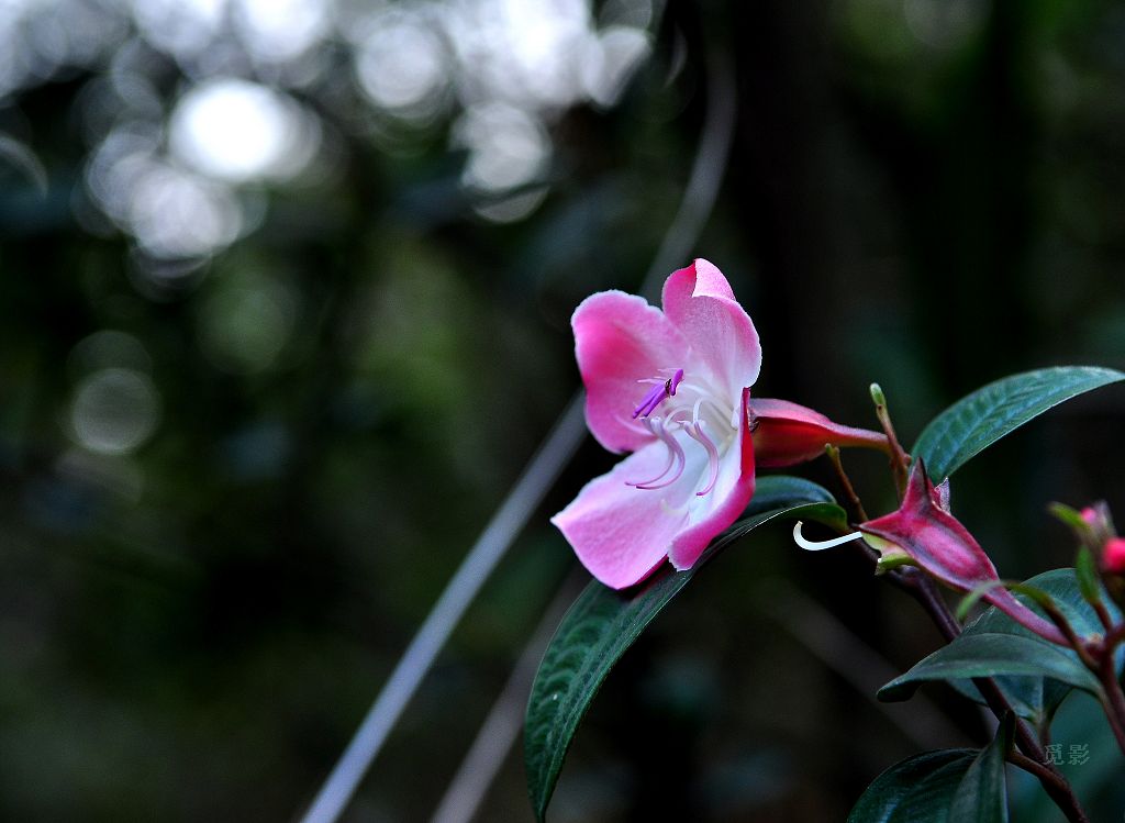 DSC_99207.JPG