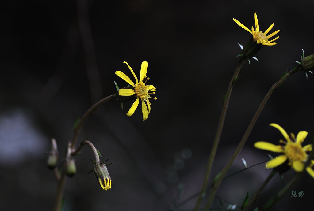 DSC_9596.jpg