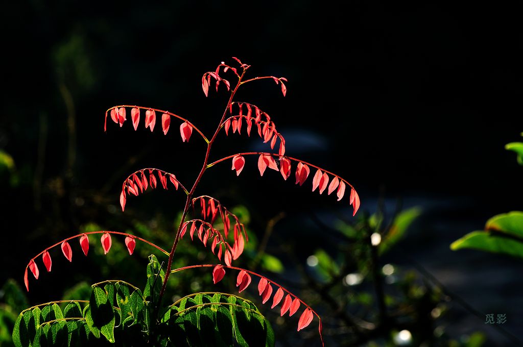 DSC_9671.jpg
