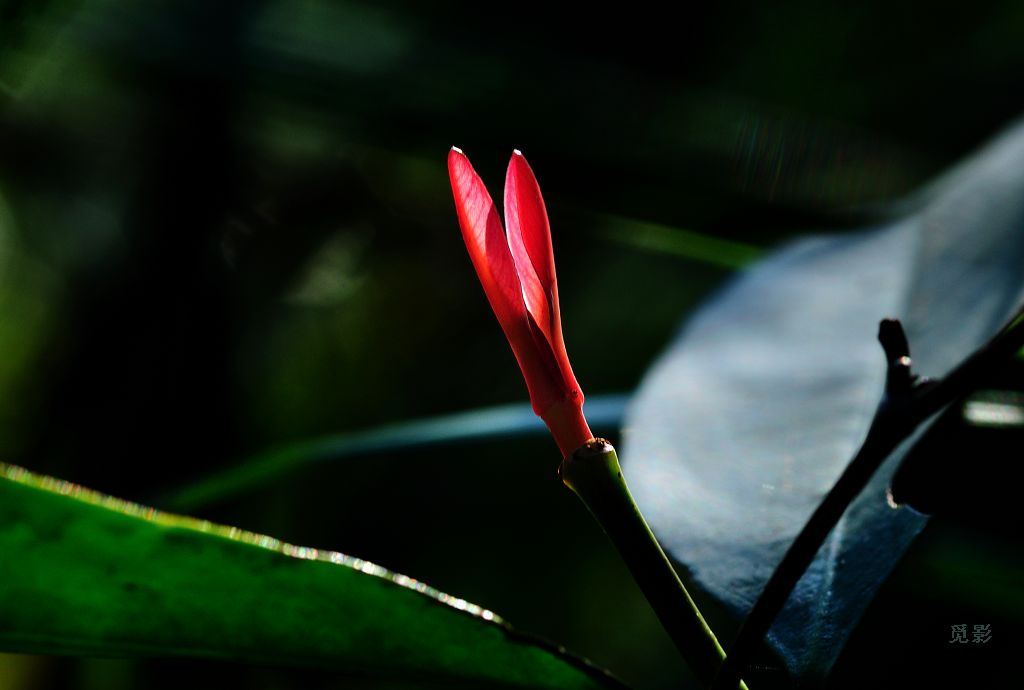 DSC_9647.jpg