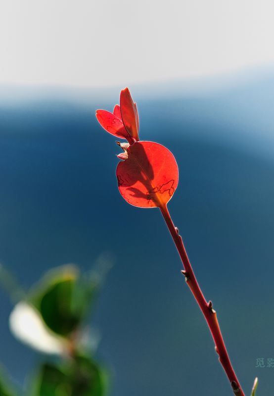 DSC_9480.jpg