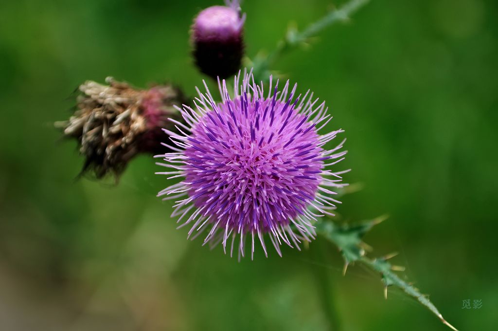 DSC_7774.jpg