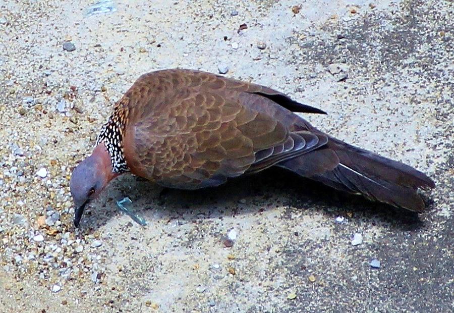 IMG_8631.JPG