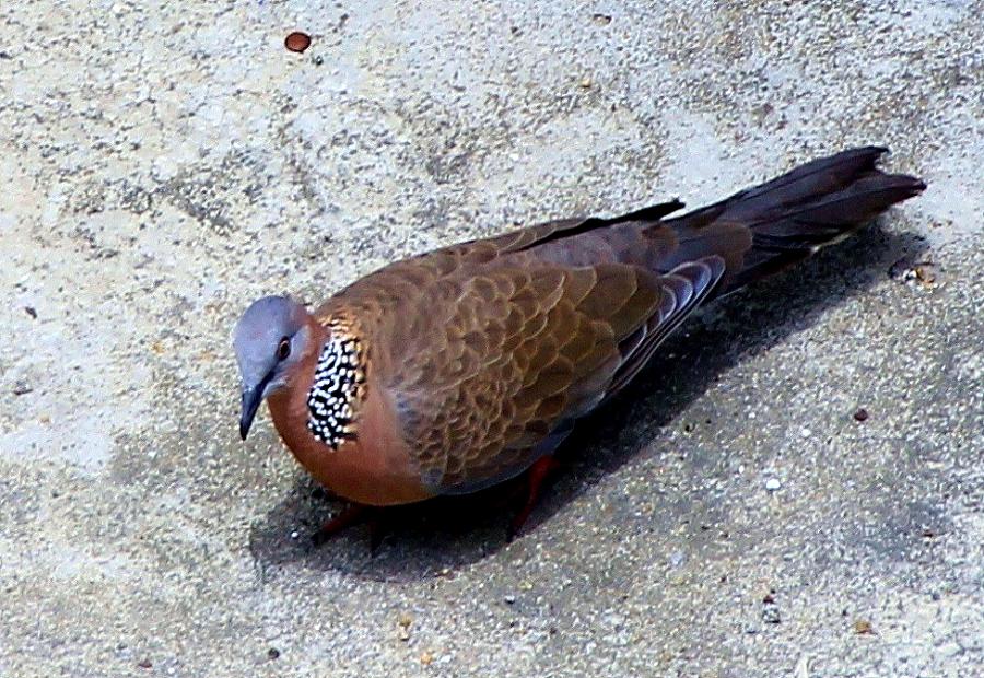 IMG_8632.JPG