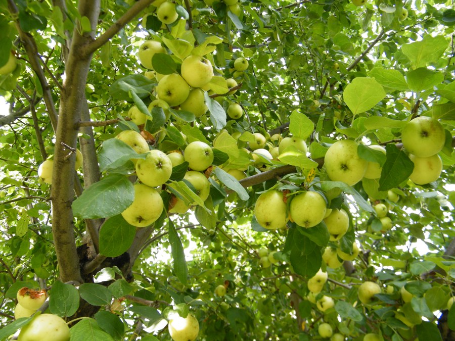 DSCF8545.JPG