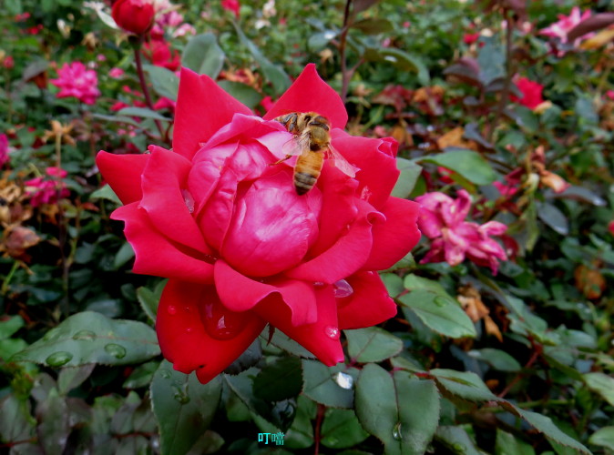 IMG_0201_1.JPG