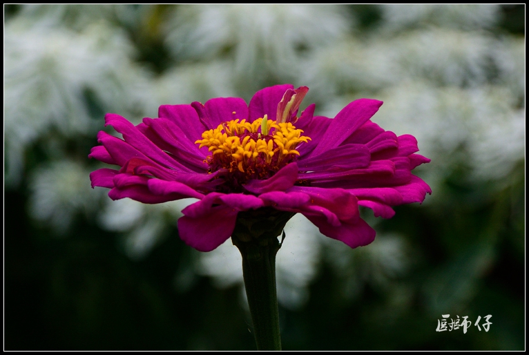 DSC_4417.jpg