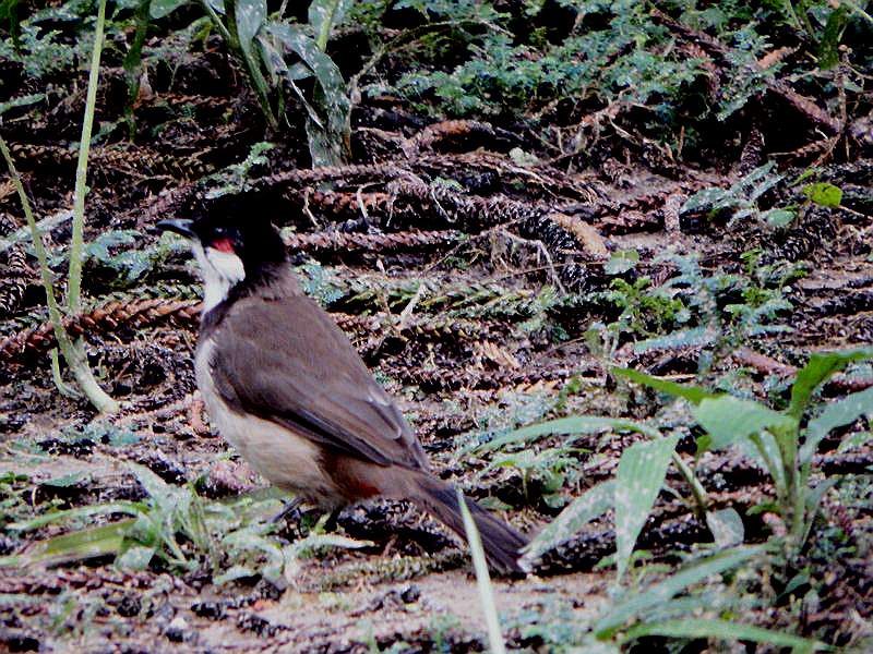 DSCF0343.jpg