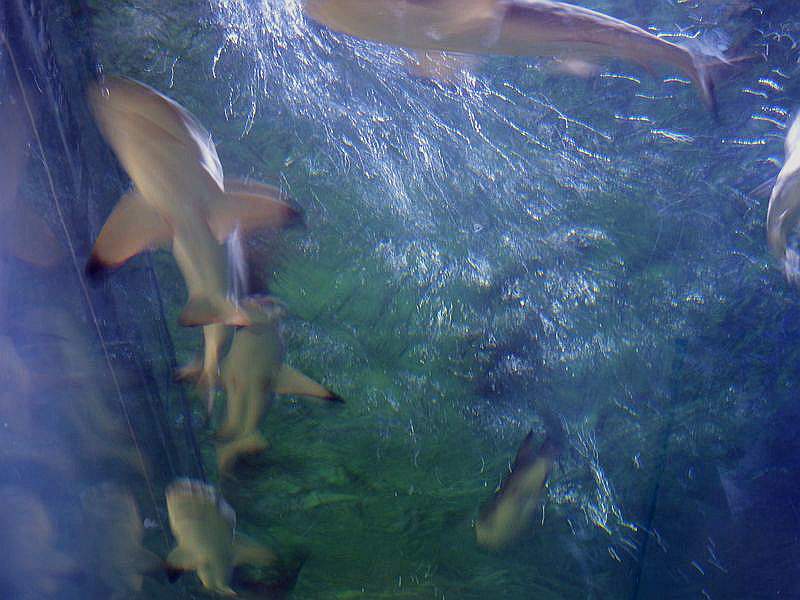 DSCF1109.jpg