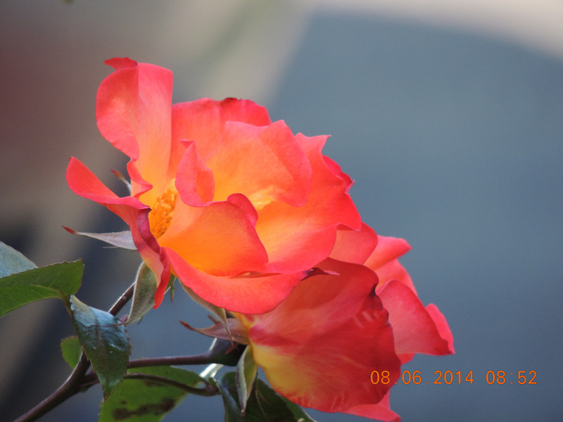 flowers 2014 1090_.jpg