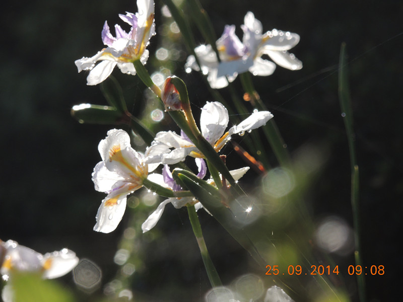 Flowers 2014 2181_.jpg