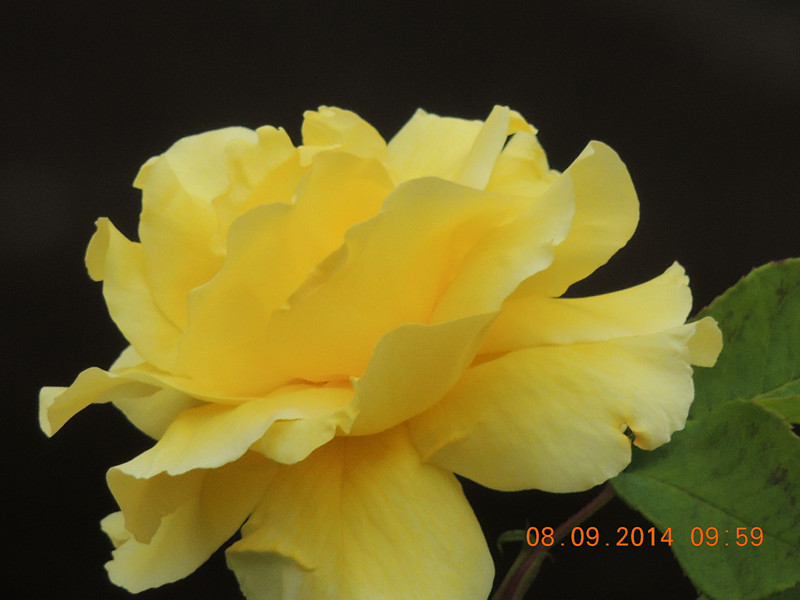 flowers 2014 2088_.jpg