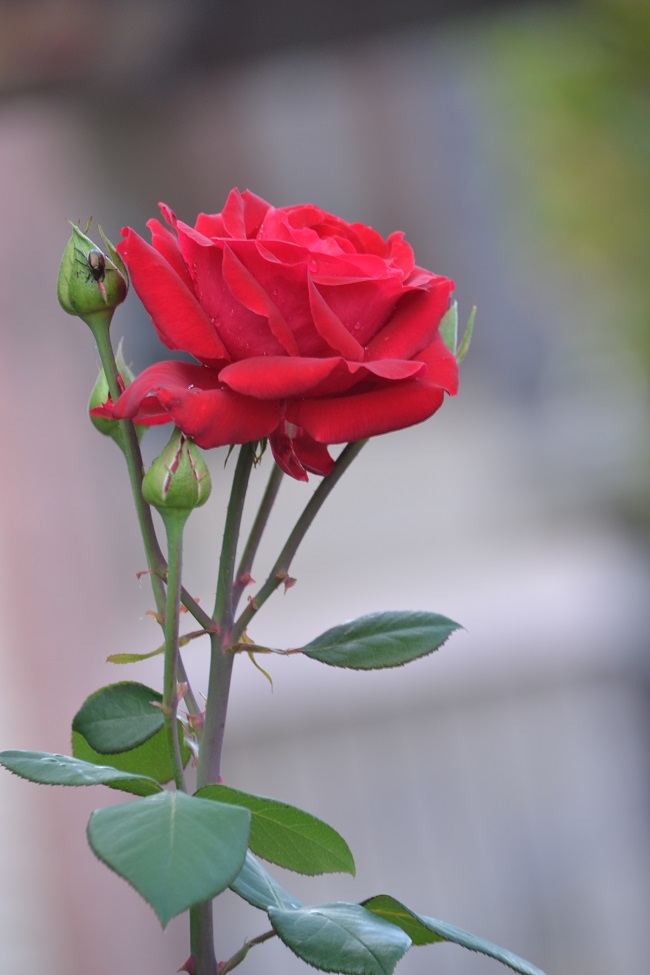 DSC_0105.JPG