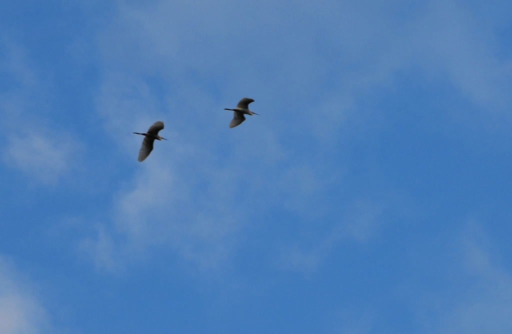 DSC_4773.jpg