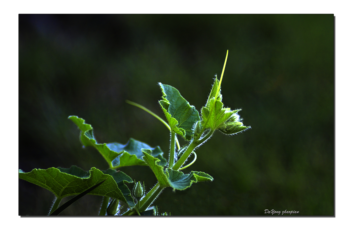 IMG_0454-1.jpg