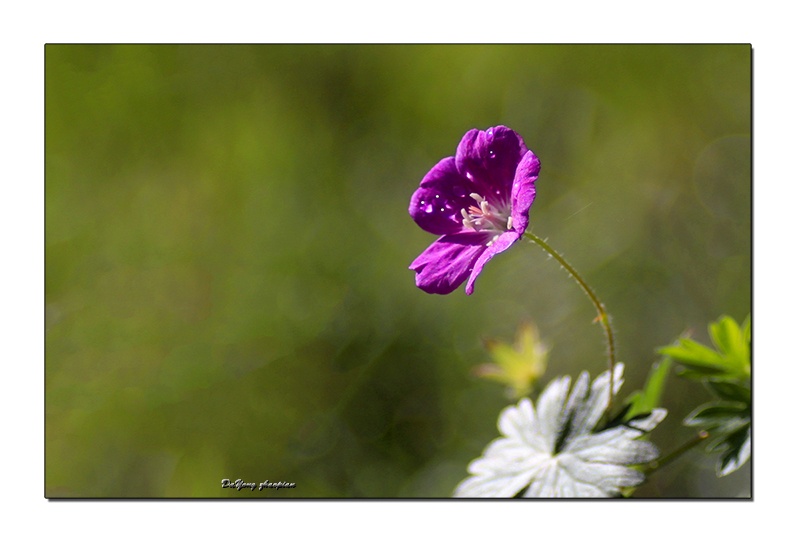 IMG_0445-1A.jpg