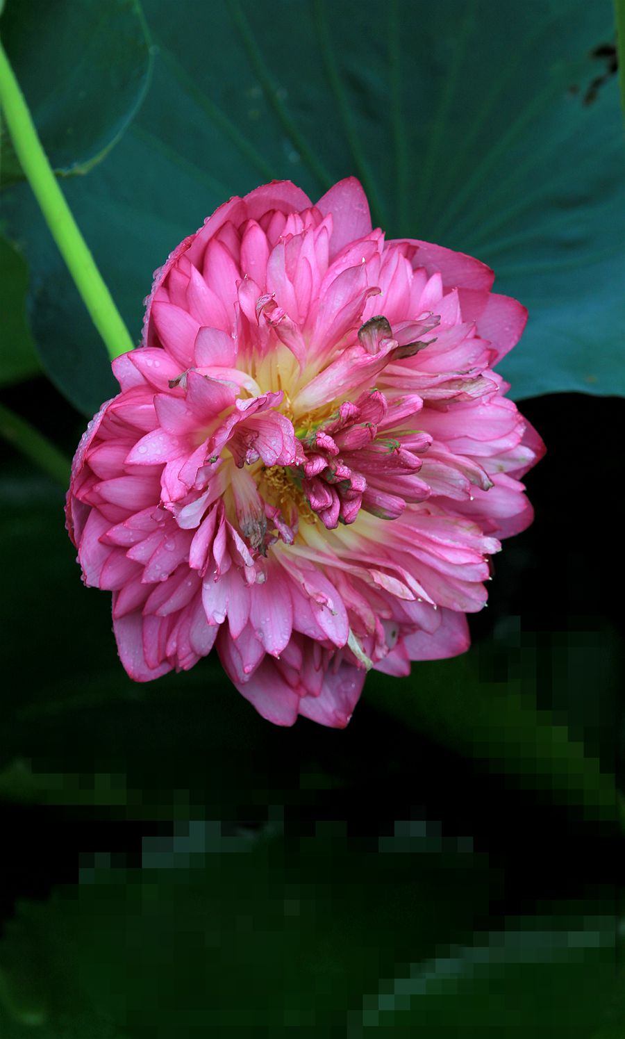 IMG_2026_.jpg