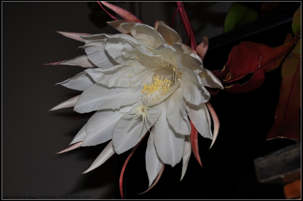 DSC_7080.jpg