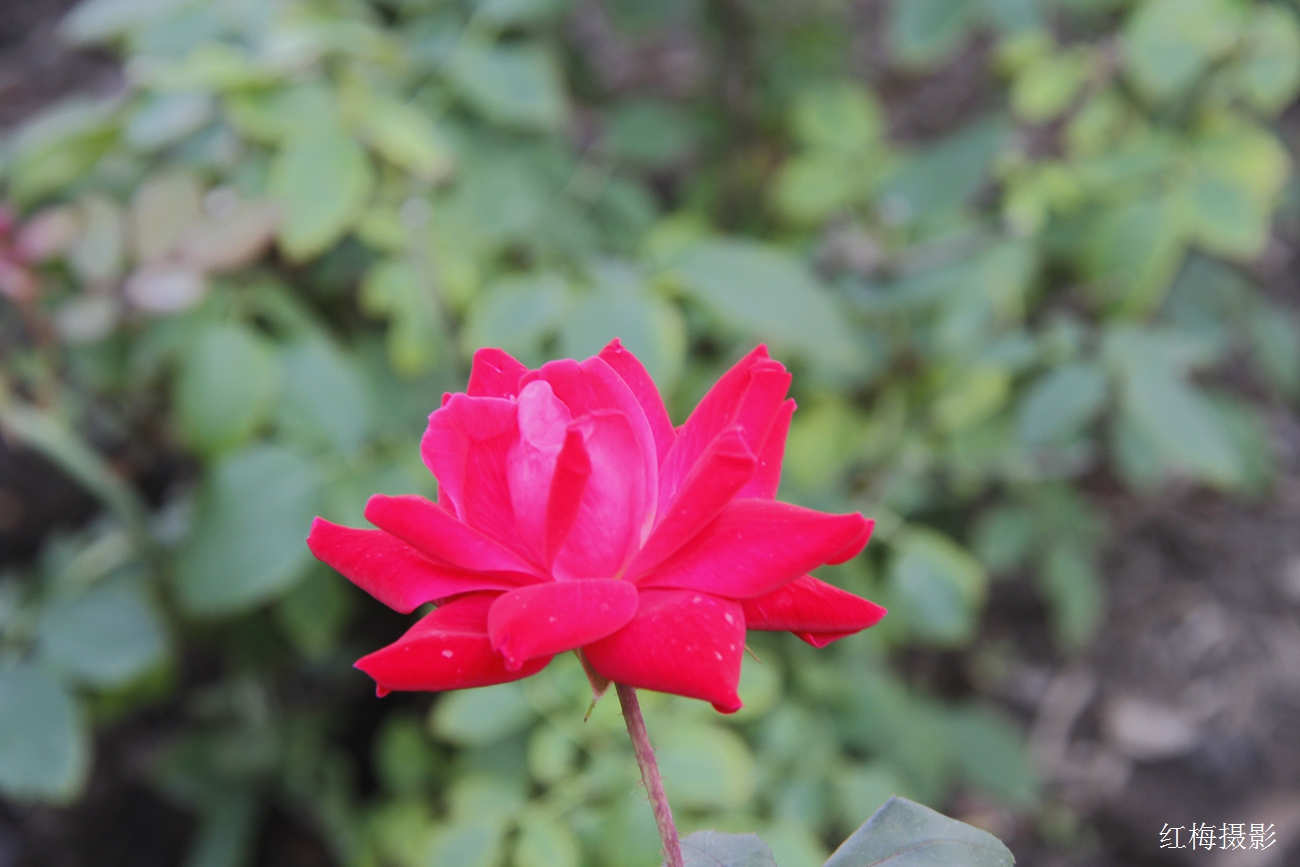 _MG_0084.JPG
