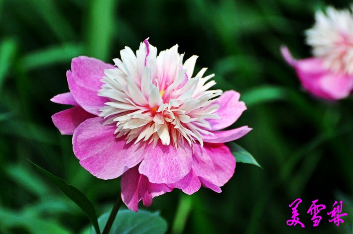 DSC_0593_conew1.jpg