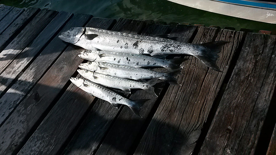 20140823_083921=.jpg