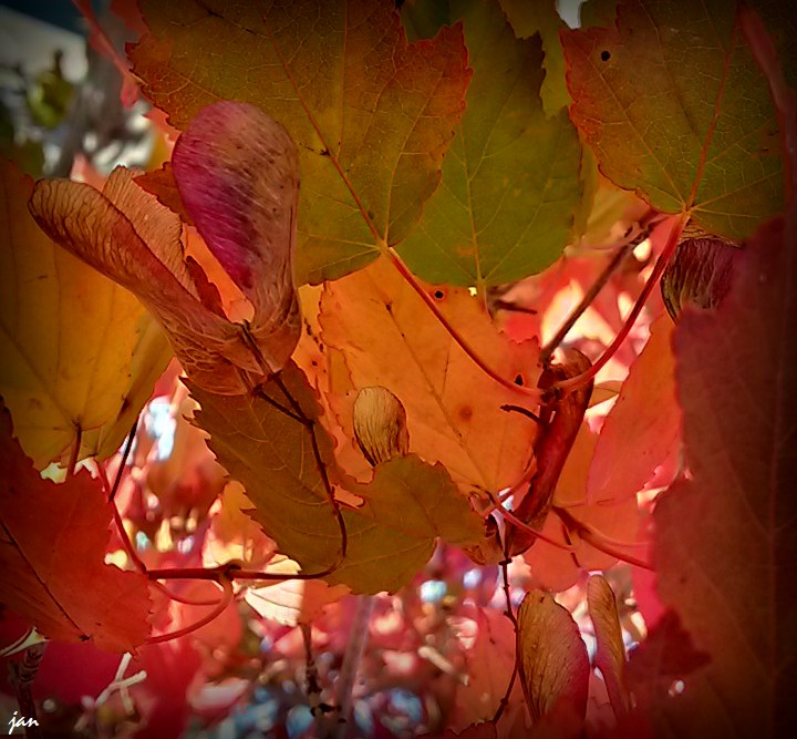 20140916_115452_Richtone(HDR)=jpg.jpg
