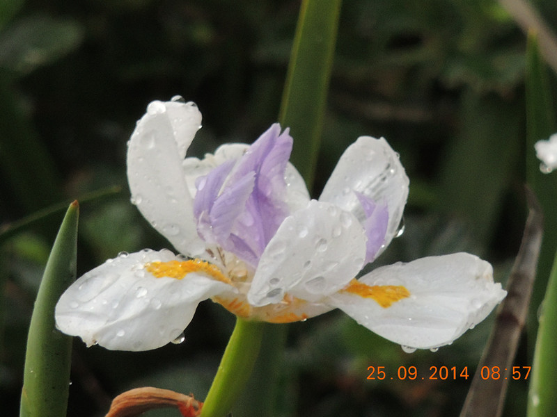 Flowers 2014 2135_.jpg