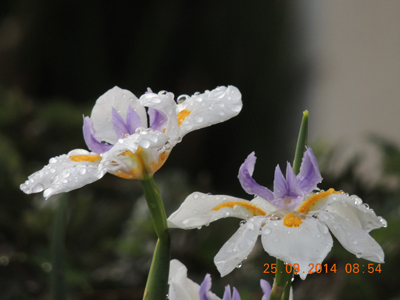 Flowers 2014 2126_.jpg