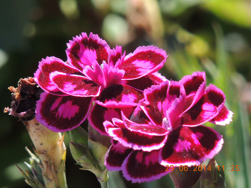 flowers 2014 1462_.jpg