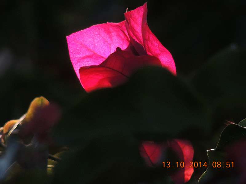 Flowers 2014 2374_.jpg