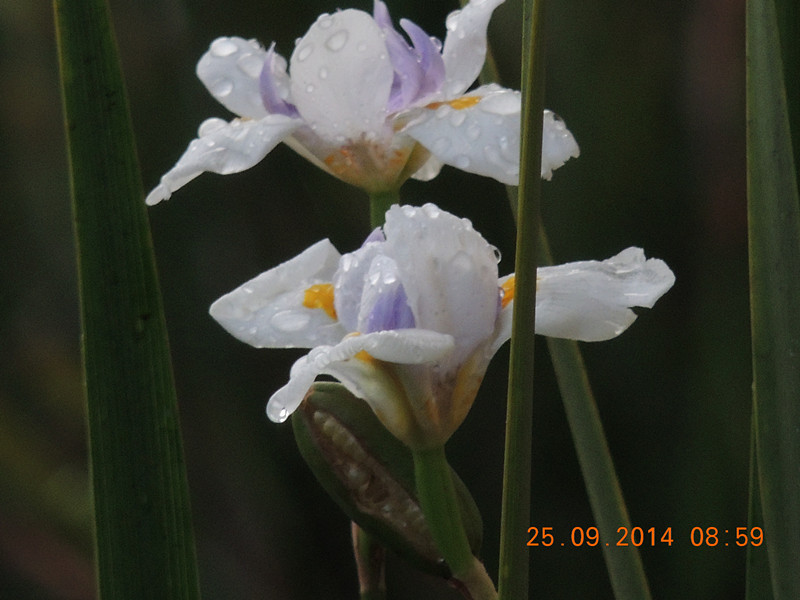 Flowers 2014 2145_.jpg