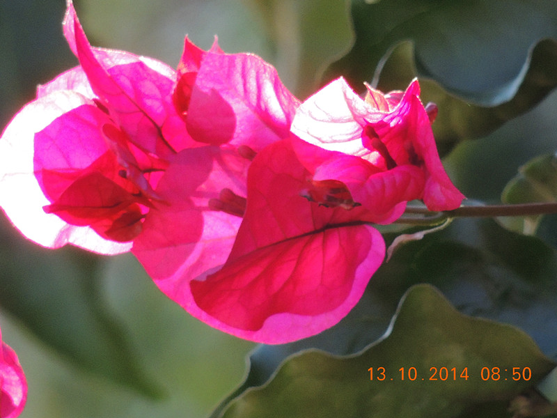 Flowers 2014 2370_.jpg