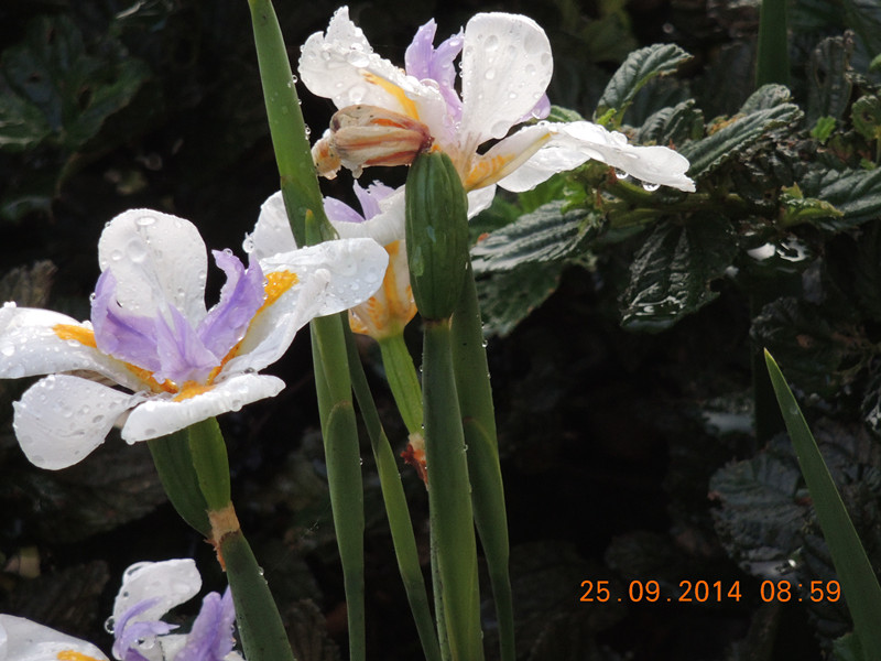 Flowers 2014 2142_.jpg