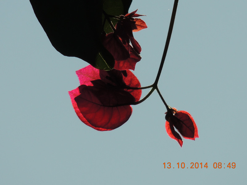 Flowers 2014 2368_.jpg