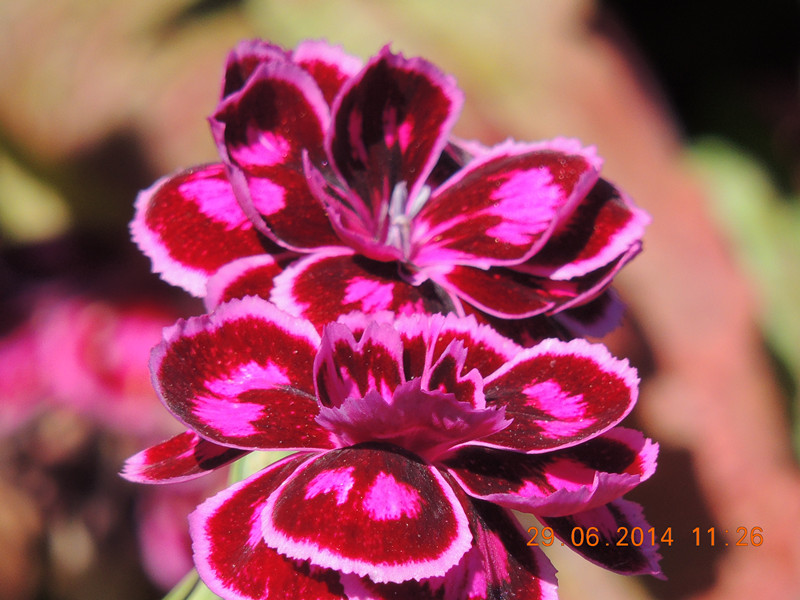 flowers 2014 1465_.jpg