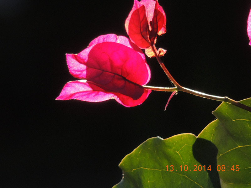 Flowers 2014 2359_.jpg