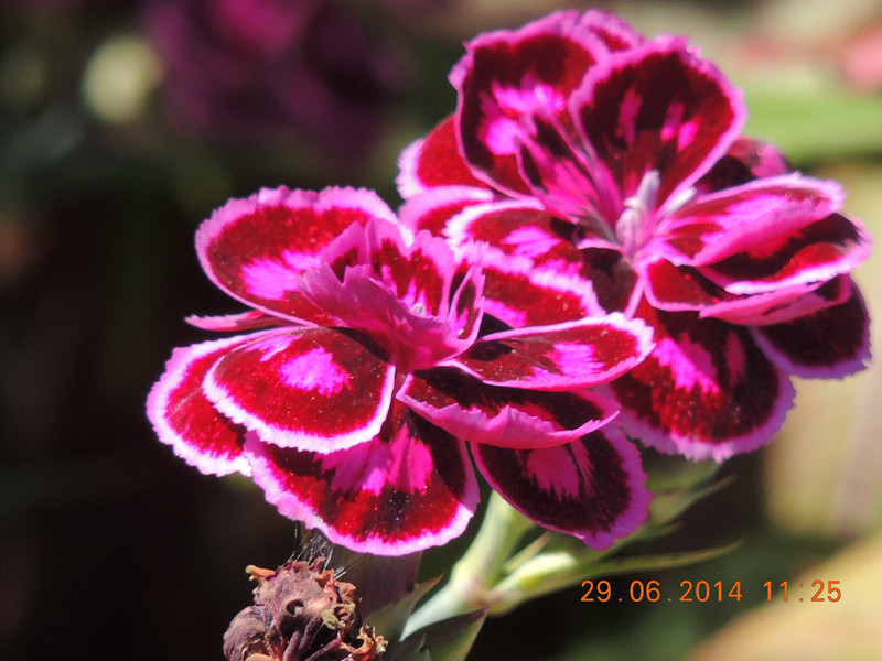 flowers 2014 1463_.jpg