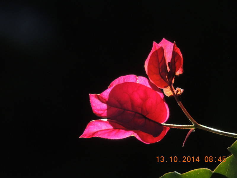 Flowers 2014 2360_.jpg